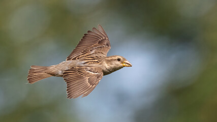 Portrait of female house sparrow (passer domesticus) perched on bush branch