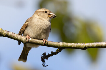 Portrait of female house sparrow (passer domesticus) perched on bush branch