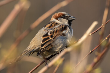 Portrait of male house sparrow (passer domesticus) perched on bush branch