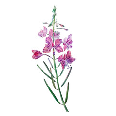 Ivan-tea flower, watercolor illustration on a white background