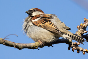 Portrait of male house sparrow (passer domesticus) perched on bush branch