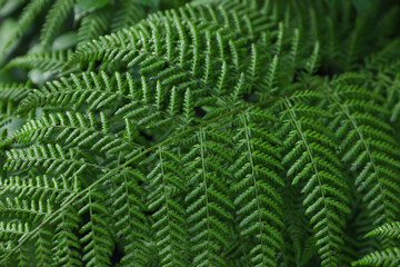 Green fern growing in forest, closeup view