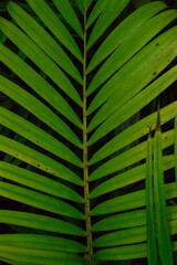 Zielone naturalne piękne tło roślinne, deseń liści. © insomniafoto