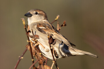 Portrait of female house sparrow (passer domesticus) perched on bush branch