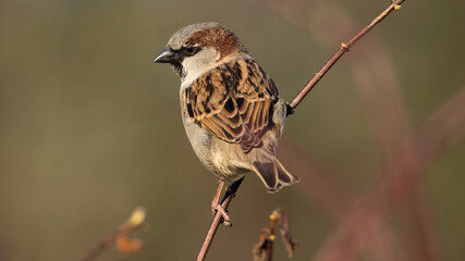 Portrait of male house sparrow (passer domesticus) perched on bush branch
