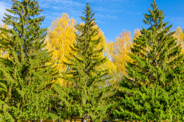 Tall green fir trees in the autumn forest.