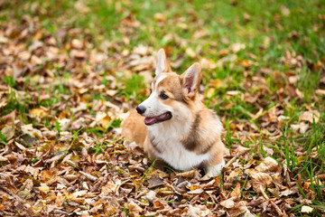 a young corgi dog walks with its owner in an autumn park