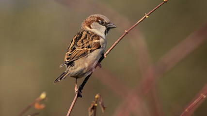 Portrait of male house sparrow (passer domesticus) perched on bush branch