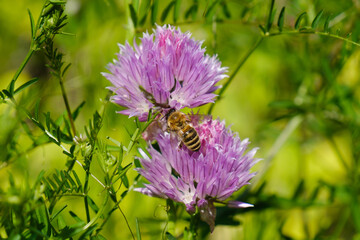 Eine Biene sammelt Pollen / Nektar auf einem blühenden Schnittlauch / Schnittlauchblüte zwischen grünen Küchenkräutern
