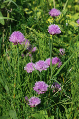 Fototapeta premium Zwischen Küchenkräutern wächst lila blühender Schnittlauch (Lat.: Allium schoenoprasum) in einem Gemüsegarten / Kräutergarten