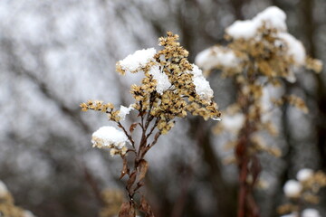 Frozen winter flowers