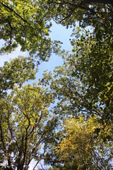 the tree tops on a nature walk