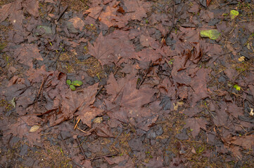 Fallen rotten maple leaves on the ground.
