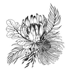 Floral arrangement with exotic protea flowers and leaves. Hand drawn vector illustration on white background.