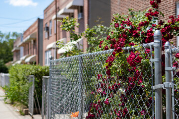 Red Roses on a Chain Link Fence with a Row of Old Homes in Astoria Queens New York