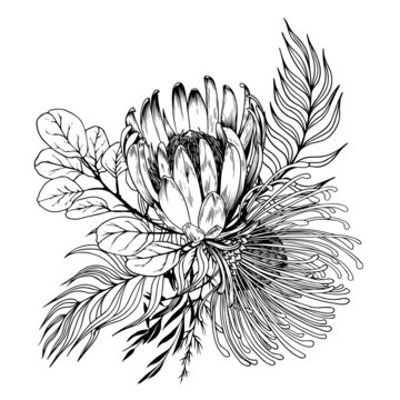 Protea Sketch Floral Botany Collection. Sugarbushes Flower Drawings. Black  and White with Line Art on White Backgrounds Stock Vector - Illustration of  outline, evergreen: 154757955