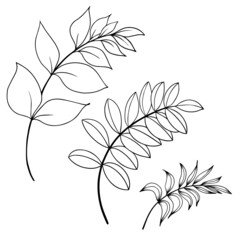 Set of black and white leaf branches. Hand drawn vector illustration.