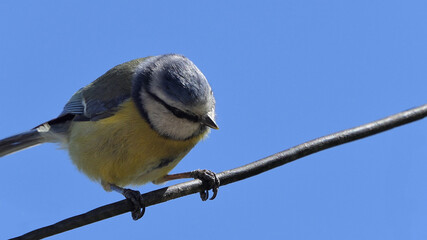 Blue Tit UK with blue sky background