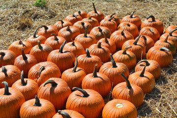 Orange pumpkins on straw at pumpkin patch.