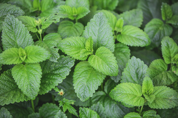 Close up of bio, fresh melissa or lemon balm on the garden