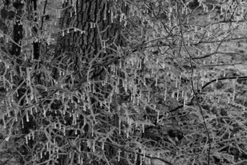Close up abstract texture of icy base of tree during winter ice storm weather.