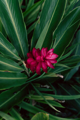 Tropikalne roślinne tło, zielone liście oraz egzotyczny czerwony piękny kwiat. - obrazy, fototapety, plakaty
