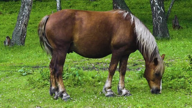 A bay stallion with a white mane grazes in a forest clearing, The rider put the bonds on the horse
