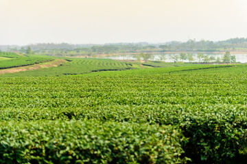 Fototapeta na wymiar Green tea garden on a sunny day,tea plantation natural background.