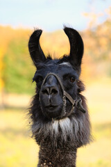 Llama face looking at camera close up from farm outdoors during fall season with autumn color blurred background.