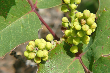 Close-up shot of a branch of Oregon grape.