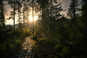 Obraz premium sunrise in the forest