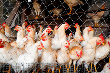 Young white poultry in a cage at a chicken and cockerel farm. Colorful bright combs and expressive gaze of animals behind a metal net.