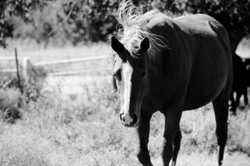 Young quarter horse in farm field with shallow depth of field in black and white.