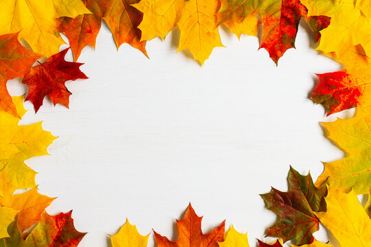 Multi-colored bright maple leaves on a white wooden table top view. Autumn background of red, yellow, orange plants with copy space, postcard and frame from natural material.