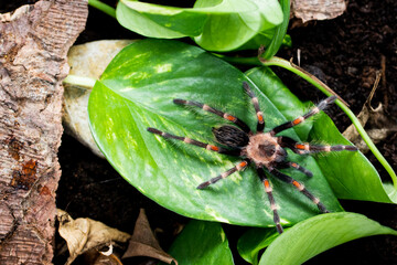 Mexican flame knee tarantula brachypelma auratum