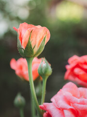 Obraz premium Beautiful orange rose flower in the garden. Close-up photo