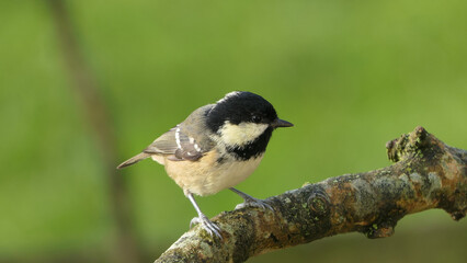 Coal Tit sitting on a tree in a wood UK