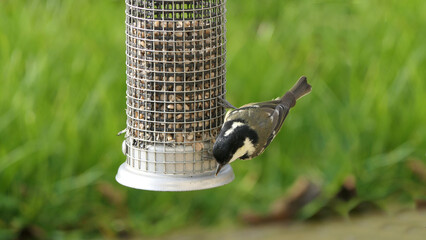 Naklejka premium Coal Tit feeding from a Tube peanut seed Feeder in UK
