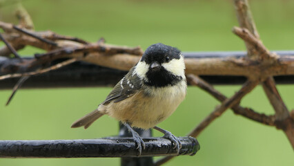 Coal Tit sitting on a gate in a wood in UK