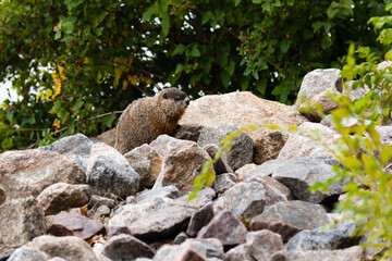 Groundhog sitting on pile of rocks in the Fall, Cap-Rouge area, Quebec City, Quebec, Canada