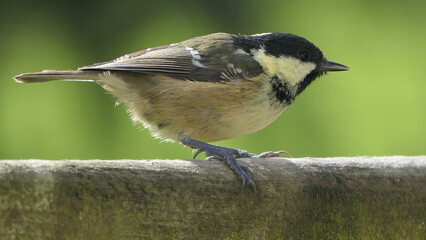 Obraz premium Coal Tit sitting on a gate in a wood in UK