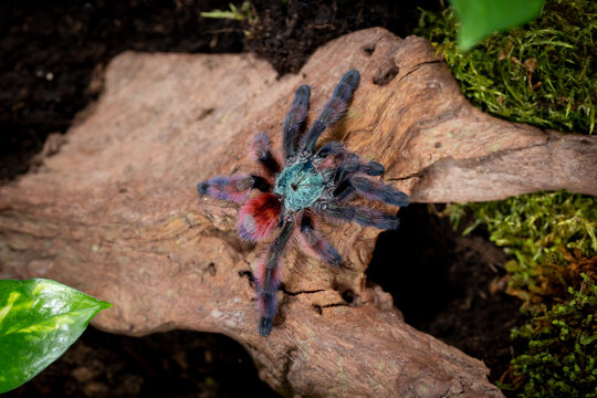 Martinique pinktoe tarantula Caribena versicolor