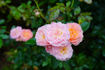 Apricot orange rose flower with water droplets growing in the garden