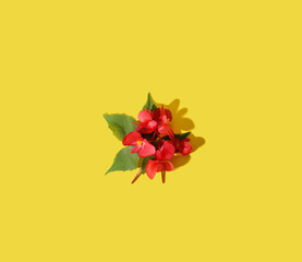 Creative patern red flower and yellow background.  Minimal concept.