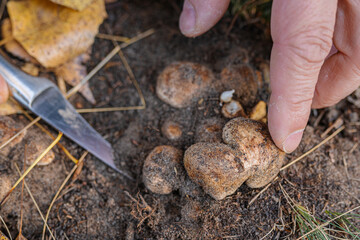 Earthen mushroom truffle
