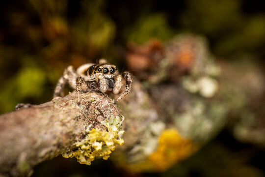 Zebra jumping spider salticus scenicus