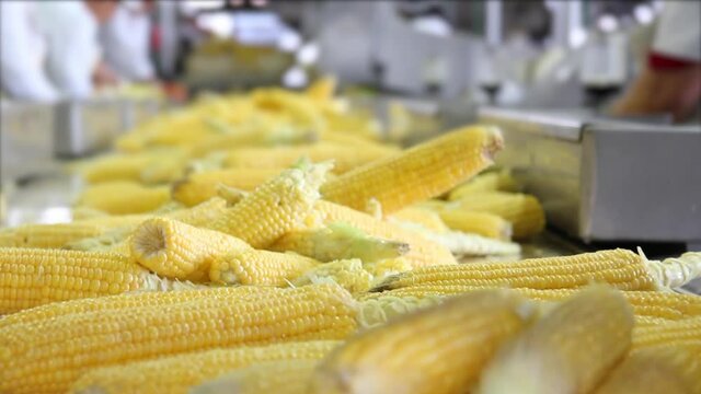 Industrial production of corn in food processing plant. People working, sorting corn cob on a conveyor belt in food factory. Close up, indoors footage