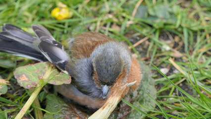Common chaffinch sick with Trichomonosis Fat finch UK