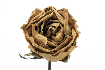 Yellow Roses withered on white background.