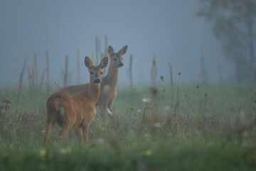 Roe Deer, Carpathian Mts, Poland